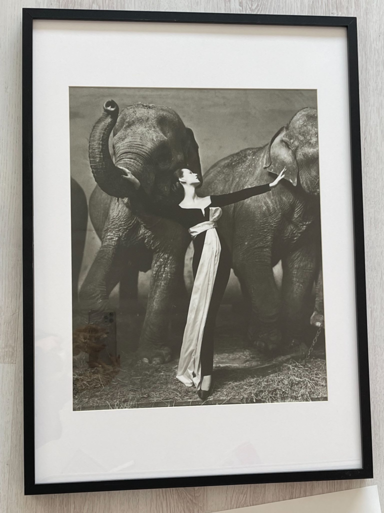 Dovima with elephants 1955 | Iconic Photoshoots In Fashion