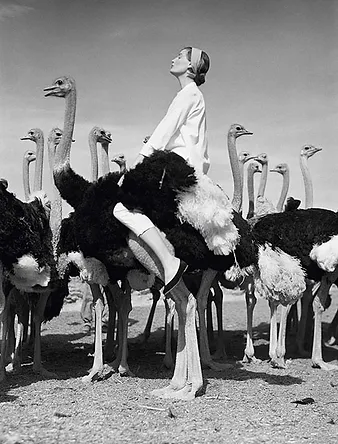 Glam Observer Blogger Giada Graziano: Norman Parkinson (1913 - 1990) photo of a woman riding an ostrich 